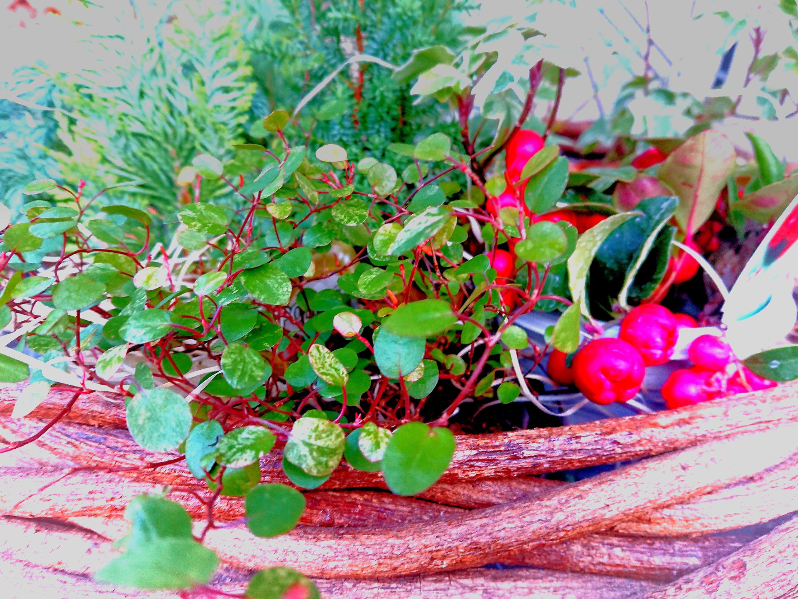 クリスマスの花 フラワーハウスまえだ