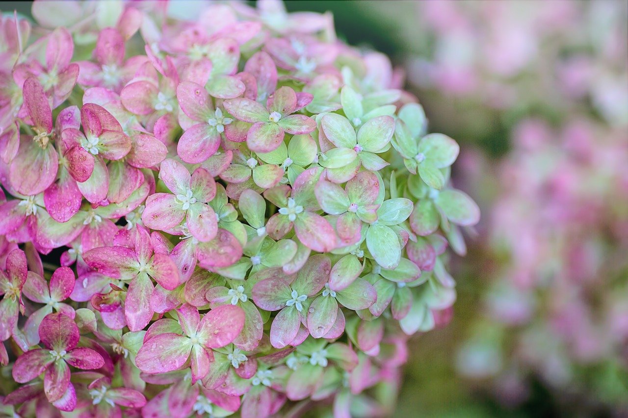 プロが勧める季節の花ベスト４