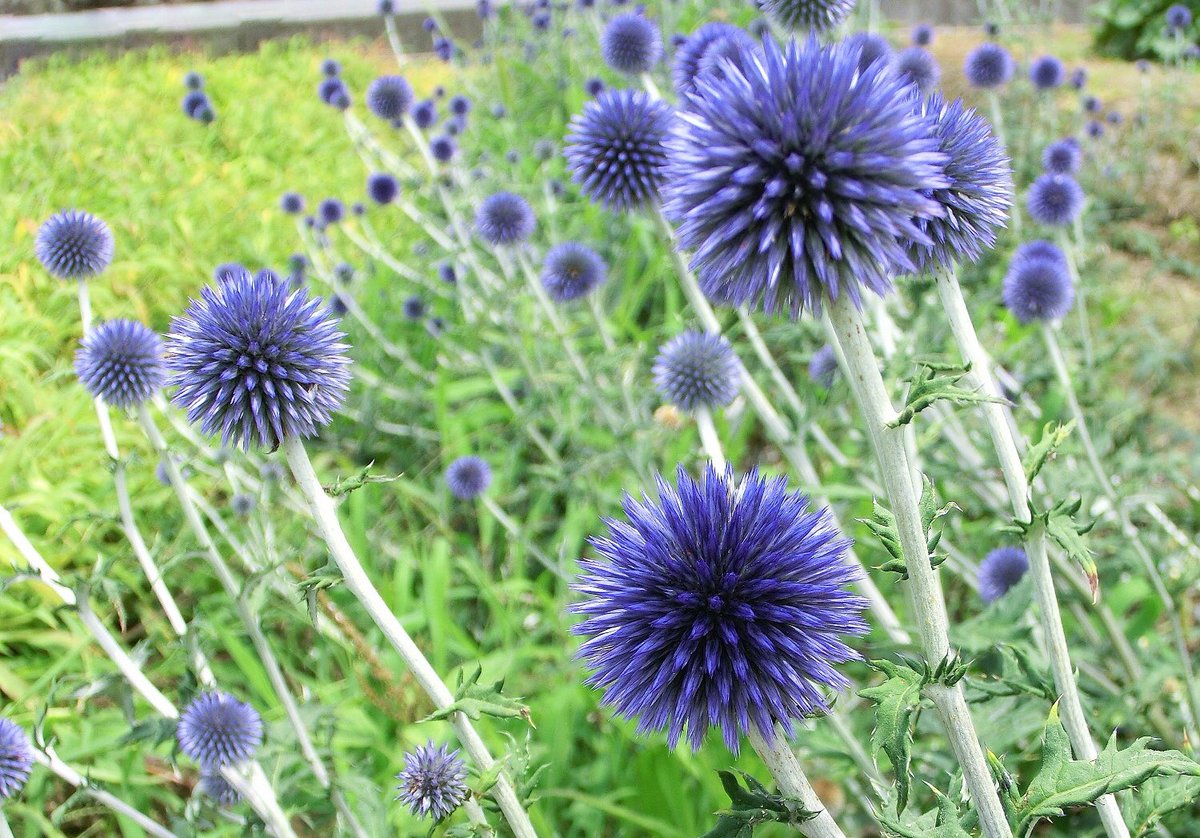 暑い夏にプロが勧める花 ベスト５